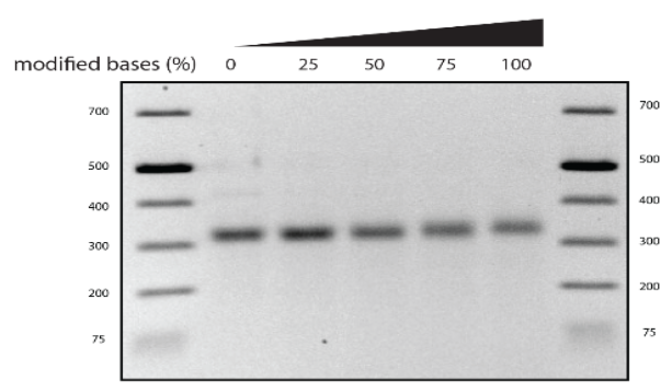 Gel of ssDNA products synthesised with 0, 25, 50, 75 and 100 percent modified bases, flanked by size ladders